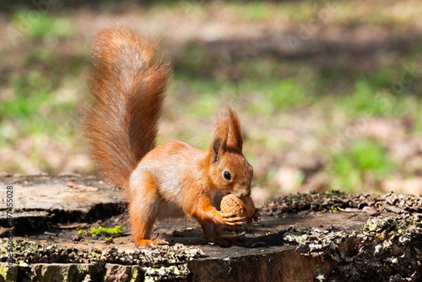 Obraz Young red squirrel with nut
