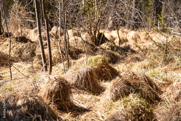 Fototapeta Dry grass in theDry grass in the forest. Fire danger in the forest forest. Fire danger in the forest