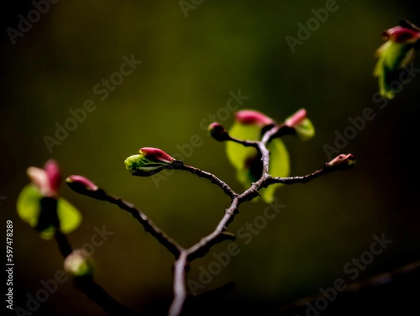 Obraz leaving nature after cold days