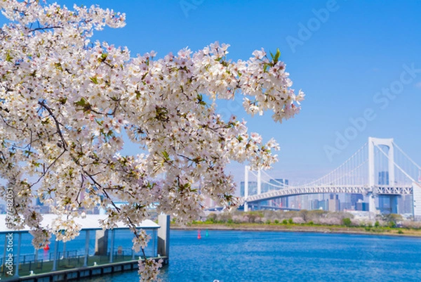 Obraz 桜とレインボーブリッジ