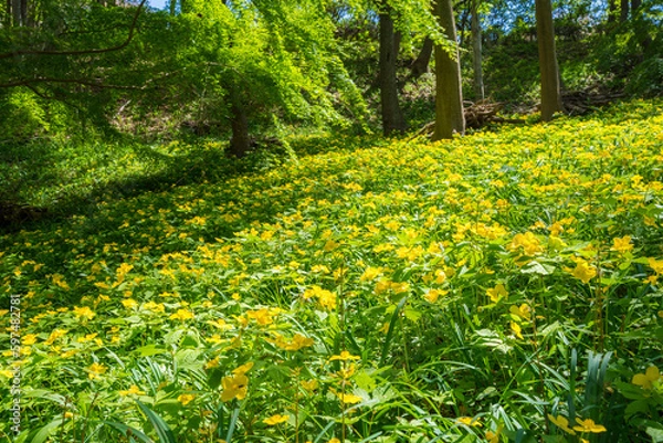 Fototapeta 東京　八王子　片倉城跡公園のヤマブキソウ