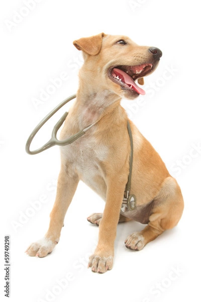 Obraz cute healthy puppy with a stethoscope
