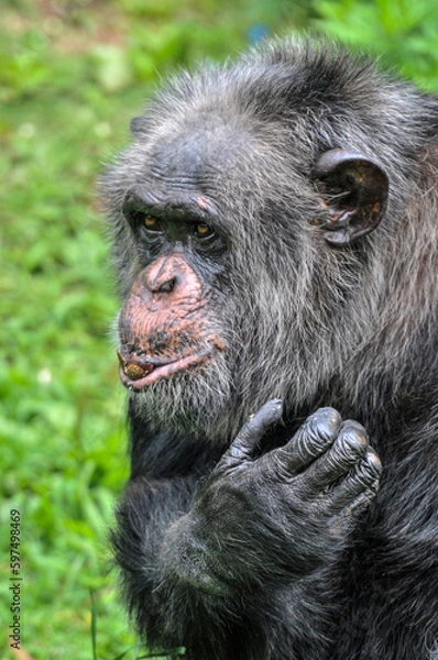 Fototapeta A chimpanzee playing on the grass, photographed at the Changsha Ecological Zoo in China.
