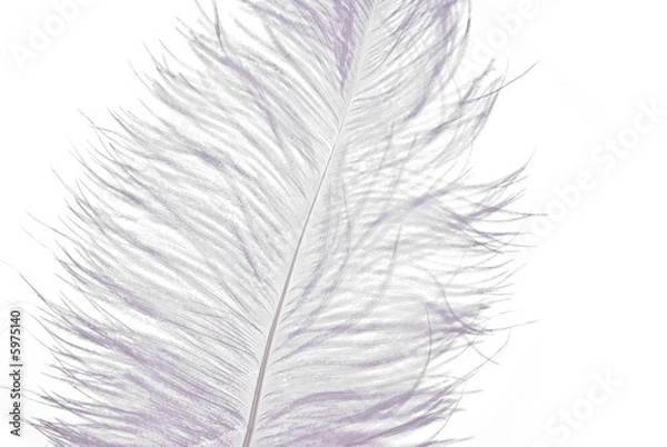 Fototapeta White Feather