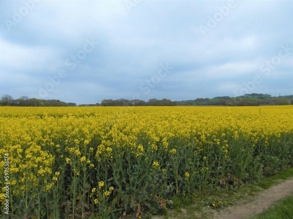 Fototapeta A field of Rapeseed Latin name Brassica napus subsp. napus also known as rape, or oilseed rape, with its bright yellow flowers