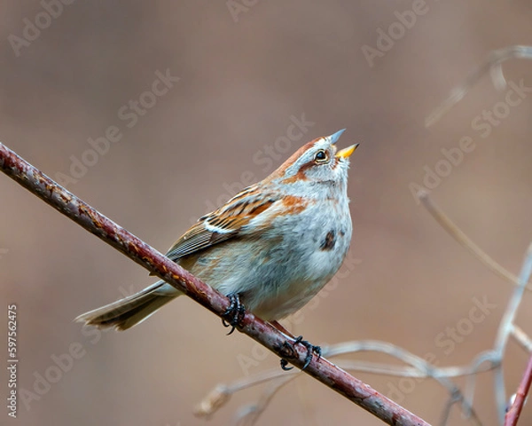Fototapeta American Tree Sparrow Photo and Image. Sparrow close-up view perched on a tree branch and singing and enjoying its environment and habitat surrounding with a blur brown background.