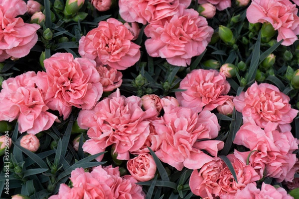Fototapeta Pink Carnation