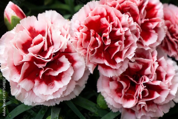 Fototapeta Two-tone White Red Carnation