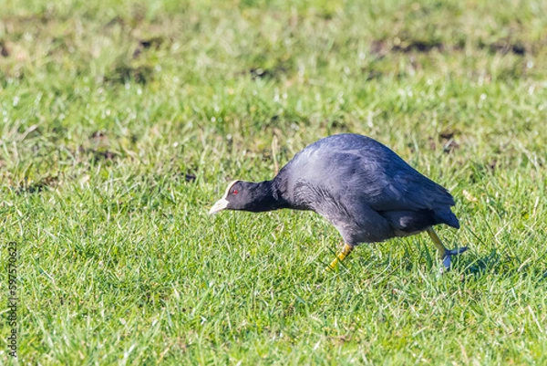 Fototapeta Close up of a Meerkoet, Fulica atra,  in a threatening pose during mating and walking down with arched back with head close to the ground on its invisible competitor