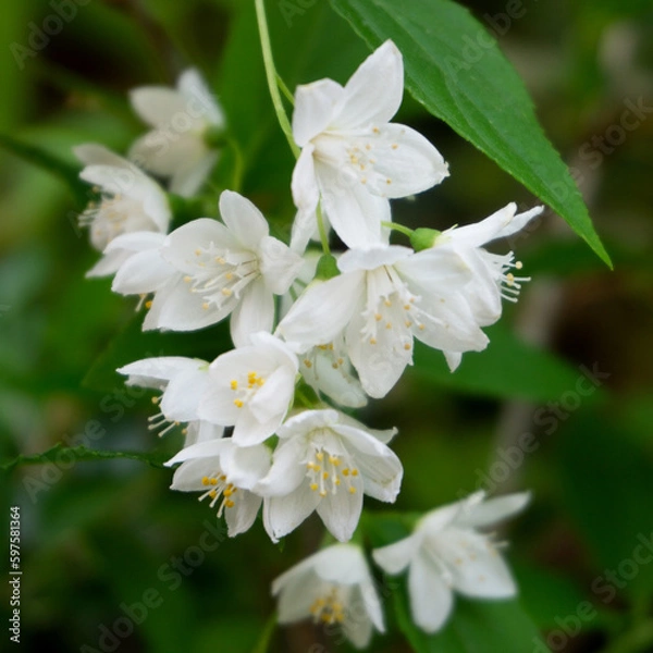 Fototapeta Slender Deutzia 
