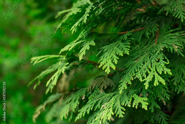 Fototapeta Evergreen background, fresh summer cypress leaves . Green leaves background.Texture of Pine branch. Conifer cedar thuja leaf green texture. fresh green christmas leaves, branches of Pine trees