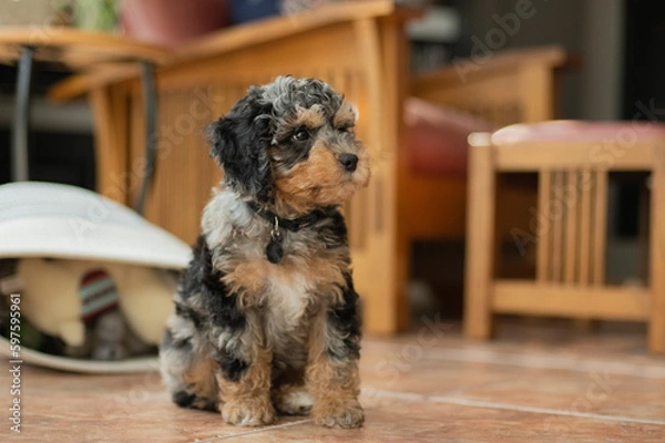 Obraz Brown and black cockapoo puppy looking to the side in the living room with a toybox and chair behind him.