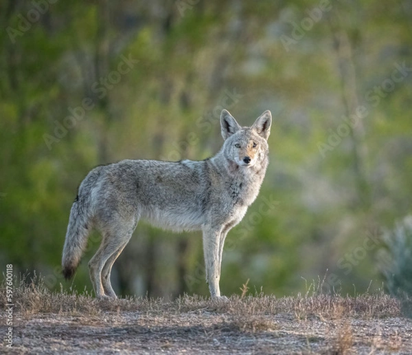 Obraz Healthy Looking Coyote 