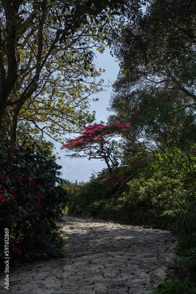 Fototapeta Amazing tree on cobbled pathway