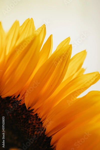 Obraz Sunflower Close-Up