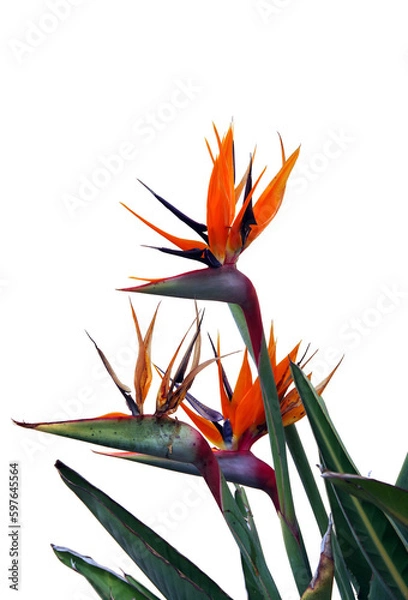 Obraz Strelitzia bird of paradise flower