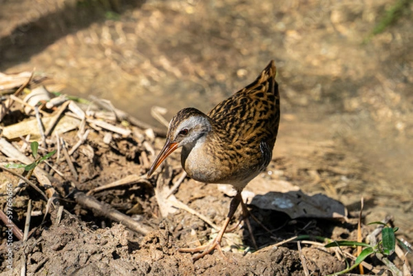 Obraz Eastern Water Rail