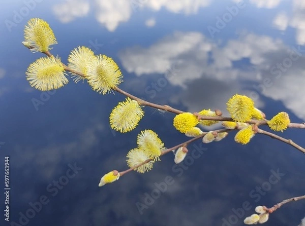 Fototapeta Yellow willow flower buds against a blue lake, with reflection of white clouds. Spring landscape with willow and pond. Holly willow Salix caprea 