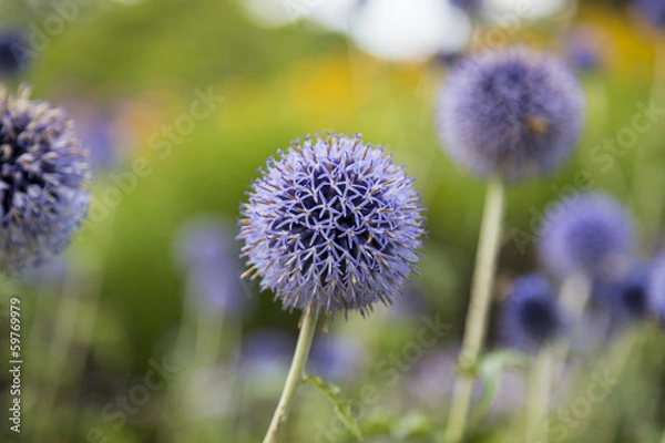 Obraz closeup of a thistle, Onopordum acanthium