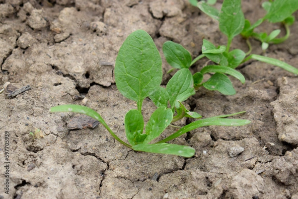 Obraz Green spinach is planted in the ground. A row of spinach leaves.