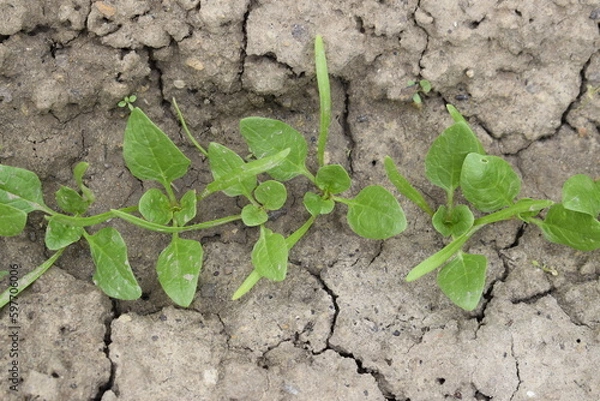Obraz Green spinach is planted in the ground. A row of spinach leaves, top view.