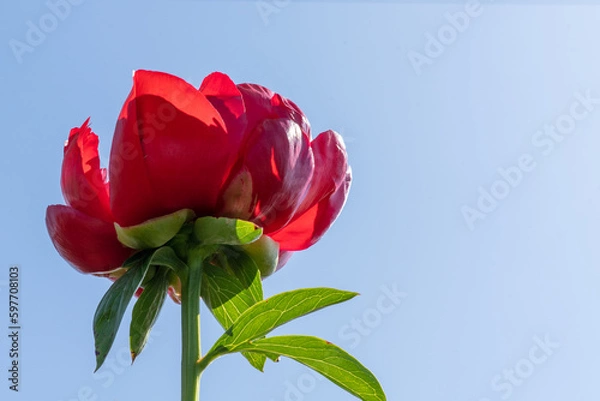 Fototapeta 青空と一輪の赤い花
