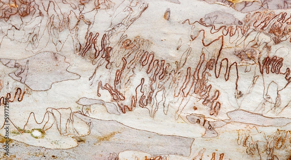 Fototapeta australian nature background of eucalyptus gutree bark