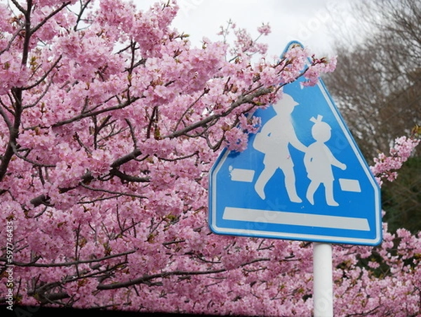 Obraz 桜の咲く新学期