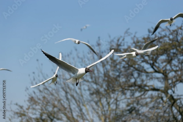 Obraz Black-headed gulls flying in big colony