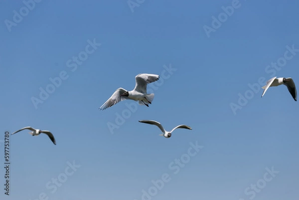 Obraz Two black-headed gulls flying next to each other