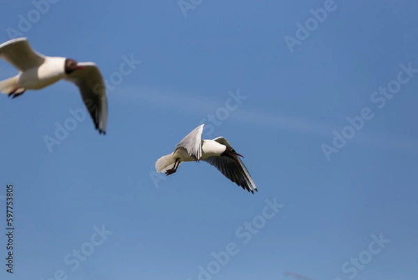 Obraz Flying black-headed gull with deep blue sky