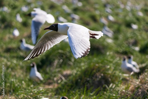 Obraz Black-headed gull flying in breeding colony