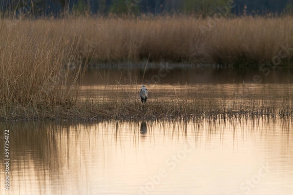 Obraz Grey heron at sunset