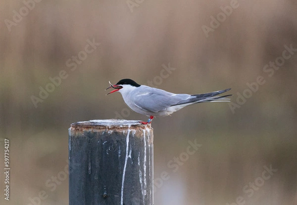 Obraz Common tern eating fish in sunset