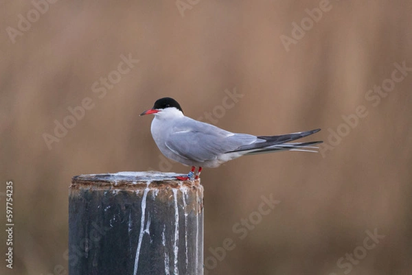 Obraz Common tern sitting on wood in sunset