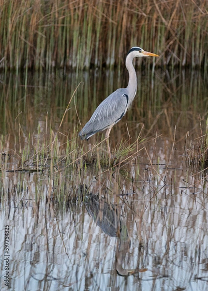 Obraz Grey heron standing in brown reed 