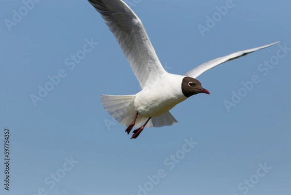 Obraz Close up of black-headed gull flying