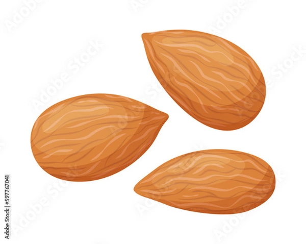 Obraz Vector almond isolated on white background