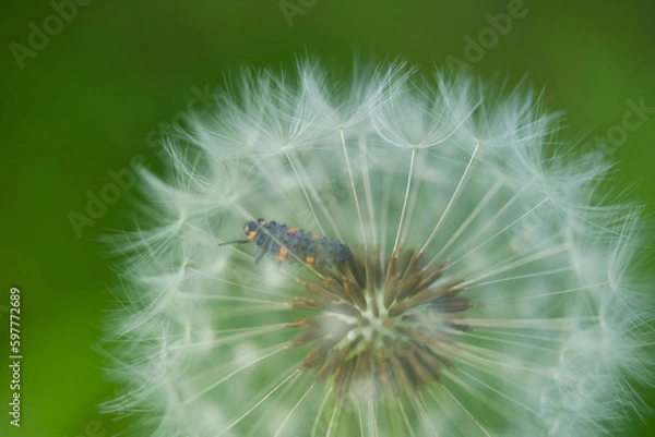 Obraz テントウムシの幼虫と綿毛