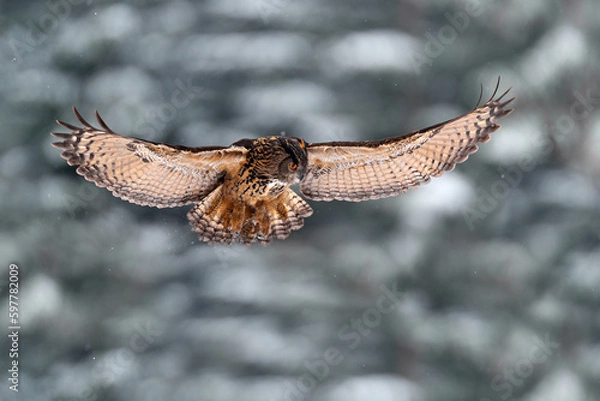 Fototapeta Winter snow wildlife. Flying Eurasian Eagle owl with open wings with snowflakes in snowy forest during cold winter. Wildlife scene from Germany in Europe. Big owl in the nature habitat.