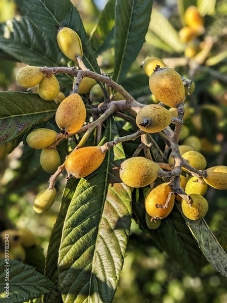 Obraz Mispel in der Algarve