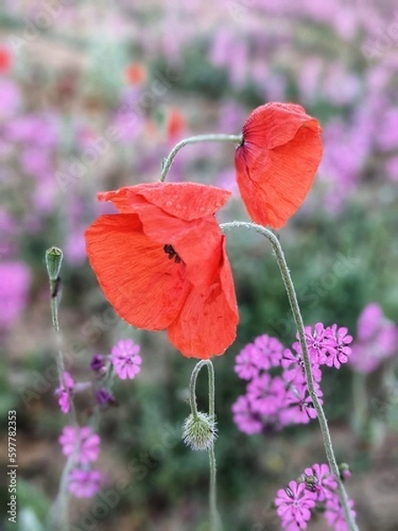 Fototapeta Frühling