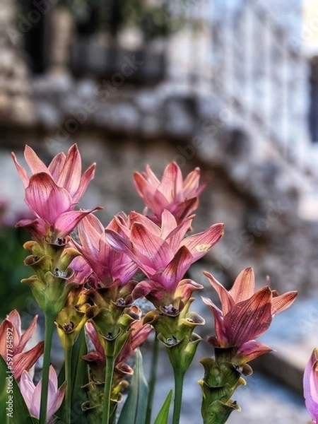 Obraz Sommer in Frankreich