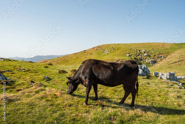 Fototapeta 四国カルストの牛さんの風景