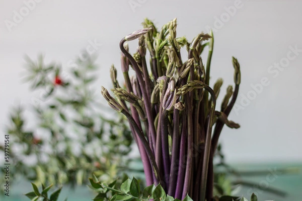 Obraz Close up of Ruscus aculeatus known as a butcher with red berries (pungitopo). Ruscus Aculeatus fresh sprouts.