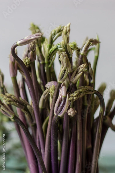 Obraz Close up of Ruscus aculeatus known as a butcher with red berries (pungitopo). Ruscus Aculeatus fresh sprouts.