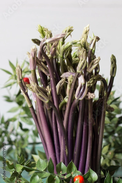 Obraz Close up of Ruscus aculeatus known as a butcher with red berries (pungitopo). Ruscus Aculeatus fresh sprouts.