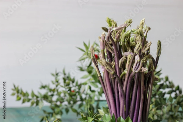 Obraz Close up of Ruscus aculeatus known as a butcher with red berries (pungitopo). Ruscus Aculeatus fresh sprouts.