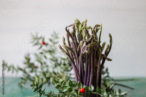 Obraz Close up of Ruscus aculeatus known as a butcher with red berries (pungitopo). Ruscus Aculeatus fresh sprouts.