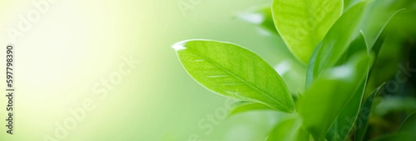 Fototapeta Beautiful nature view of green leaf on blurred greenery background in garden and sunlight with copy space using as background natural green plants landscape, ecology, fresh wallpaper concept.